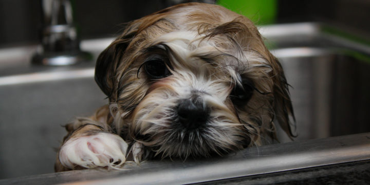 Cómo se debe bañar a un cachorro