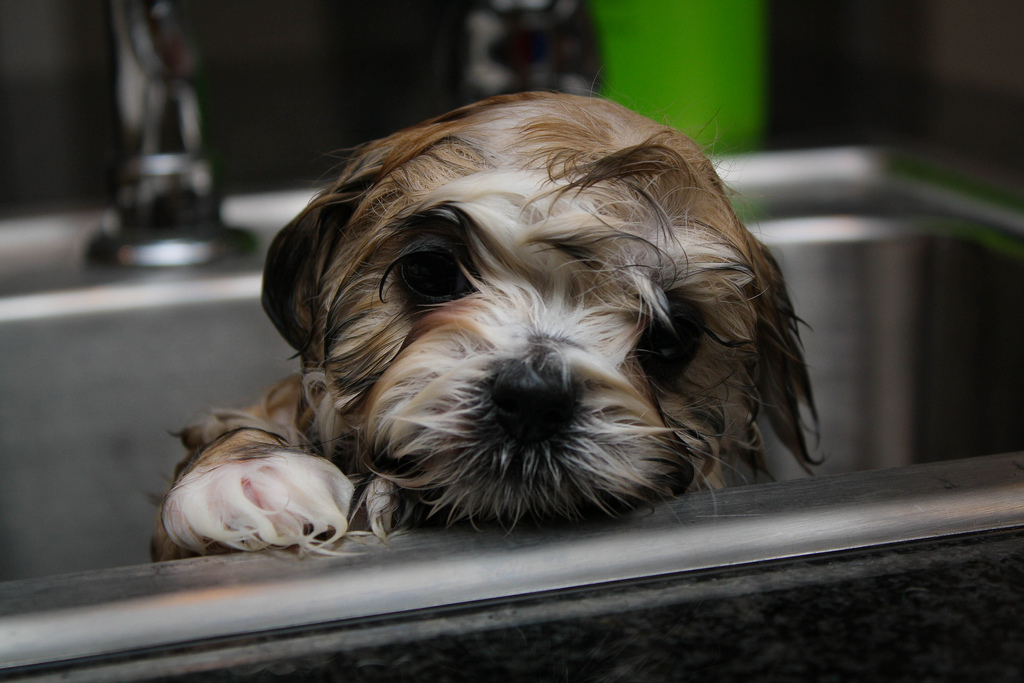 Albardilla Puede soportar lavar Cómo se debe bañar a un cachorro – Farmacia Veterinaria San Bernardo