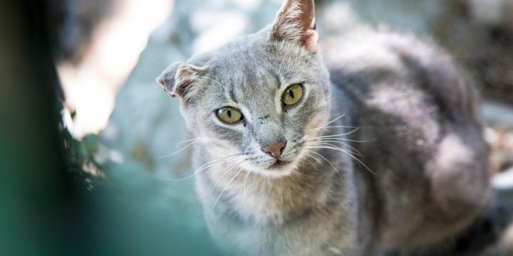 Cosas que debes tomar en cuenta antes de adoptar un perro o un gato