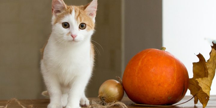 Datos interesantes acerca de los gatos como mascotas