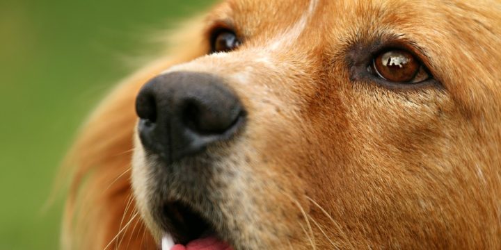 Datos interesantes acerca del perro, el mejor amigo del hombre