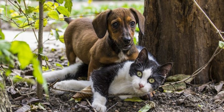 Principales enfermedades parasitarias de tipo infeccioso en gatos y perros