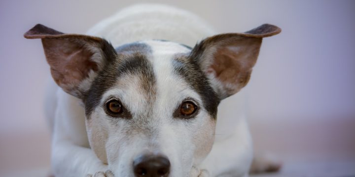 Principales efectos secundarios de las vacunas para mascotas caninas