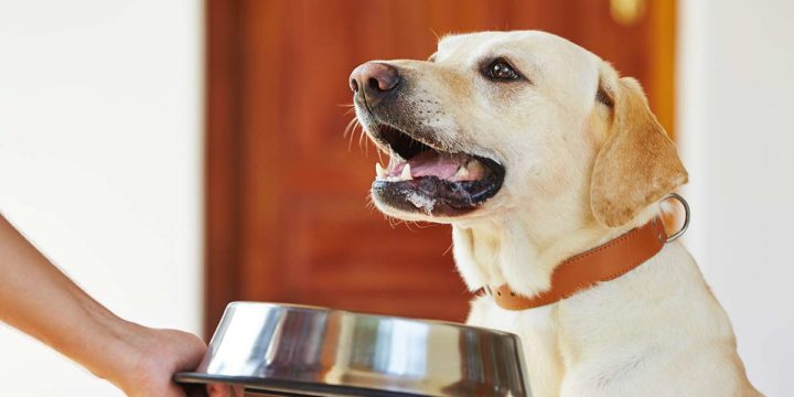 Qué es la dieta BARF y cuáles son sus ventajas y desventajas