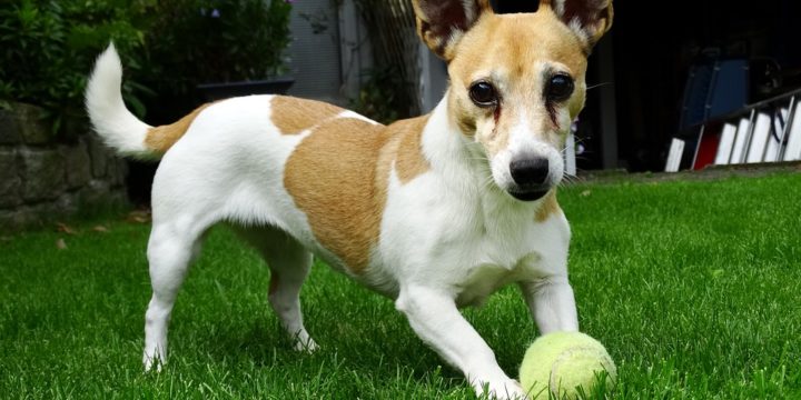 Recomendaciones para el adiestramiento canino