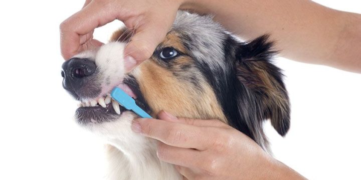 Enfermedades dentales caninas ¿cómo combatirlas?