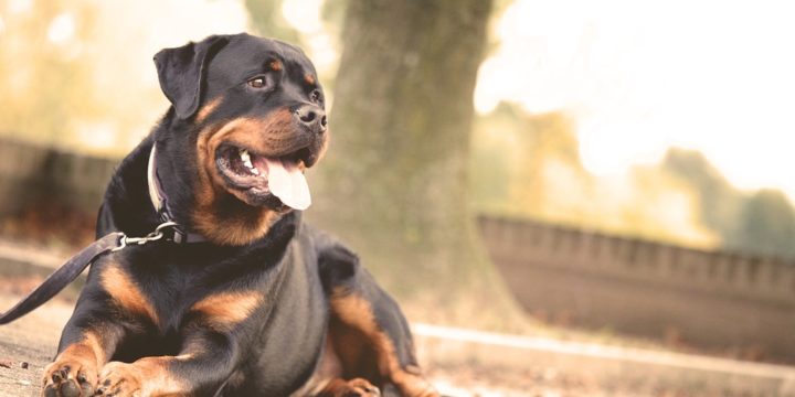 Elige la mejor correa para tu perro