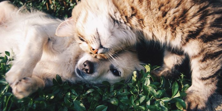 Recomendaciones para tener perros y gatos en una misma casa