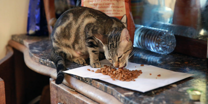 Consejos para la alimentación de tu gato