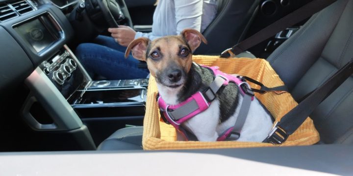 Recomendaciones para viajar en coche con tu perro