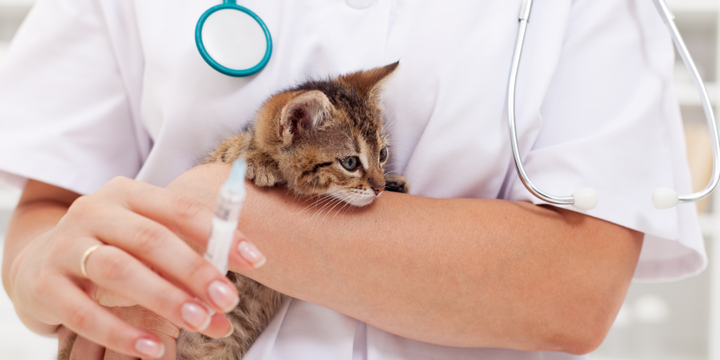 La importancia de la vacunación en gatos