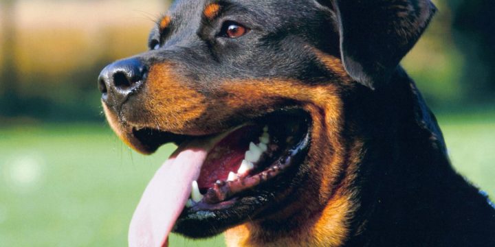 Cómo cuidar a un perro Rottweiler