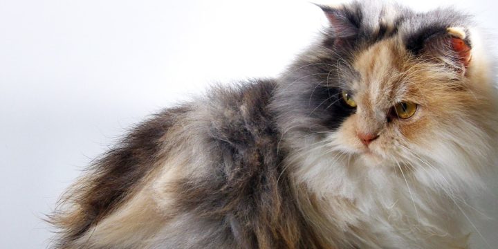 Consejos para cuidar a un gato de angora