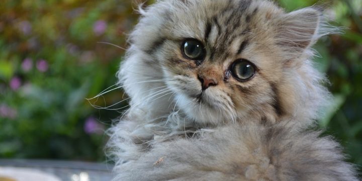 Consejos para cuidar a un gato persa