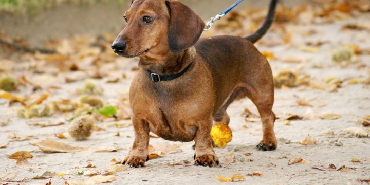 Consejos para cuidar a un perro salchicha