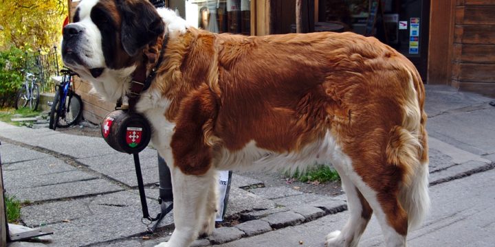 Consejos para cuidar a un perro San Bernardo