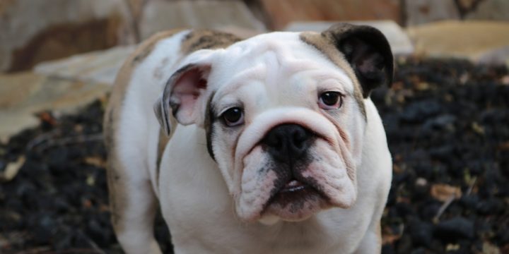 Consejos para cuidar a un perro bulldog