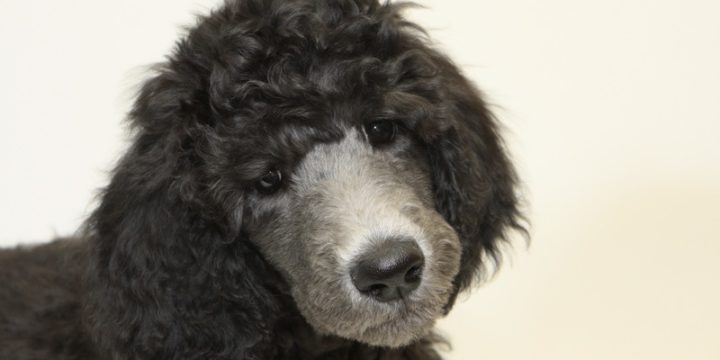 Consejos para cuidar a un perro french poodle