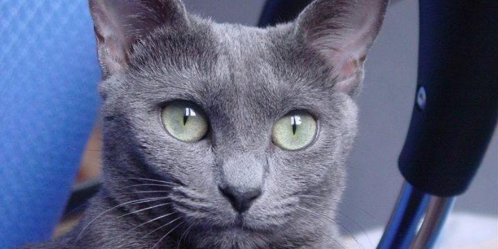 Consejos para cuidar un gato azul ruso