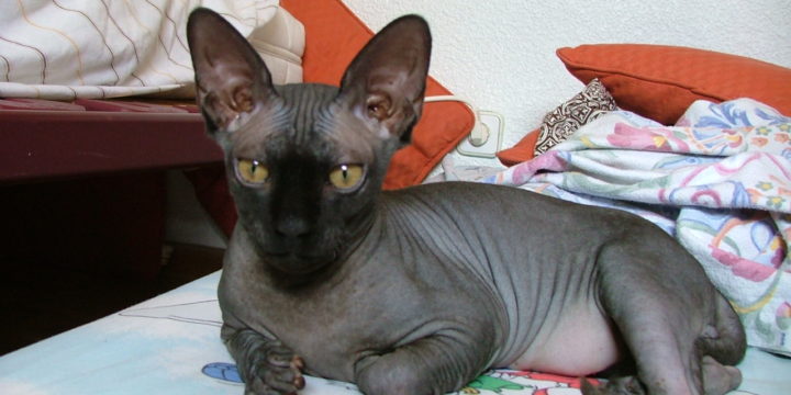 Consejos para cuidar a un gato esfinge o Sphynx