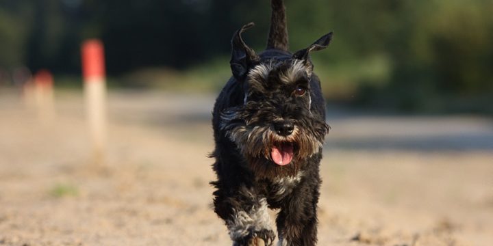 Consejos para cuidar a un perro Schnauzer Miniatura