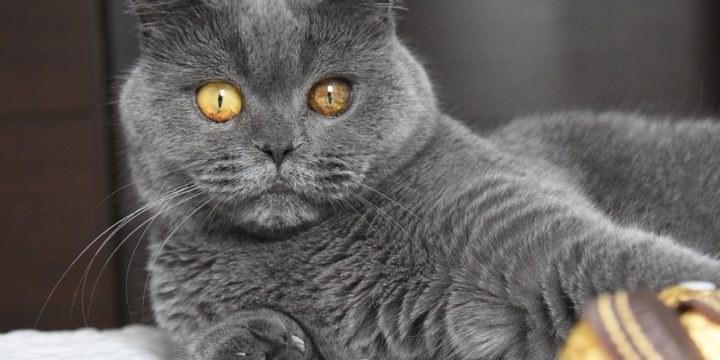 Consejos para cuidar a un gato British Shorthair