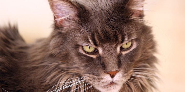 Consejos para cuidar un gato Maine Coon