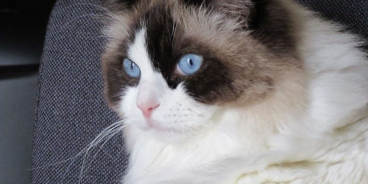 Consejos para cuidar a un gato Ragdoll