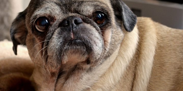 Consejos para cuidar a un perro pug