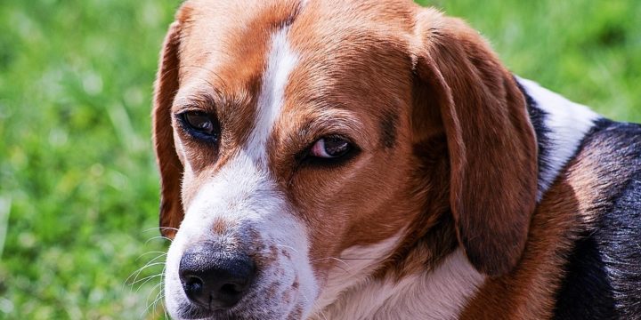 Consejos para cuidar a un perro Beagle