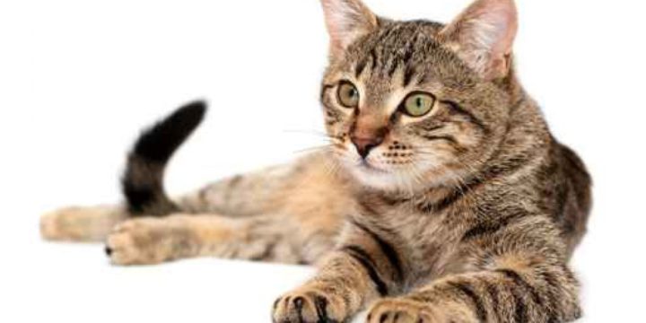 Consejos para cuidar a un gato Ocicat