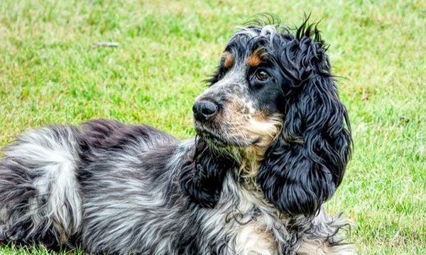 Consejos para el cuidado del perro cocker spaniel inglés