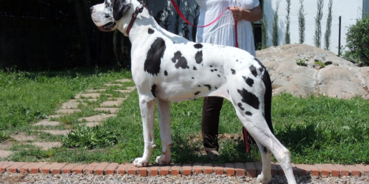 Consejos para cuidar un perro Gran Danés