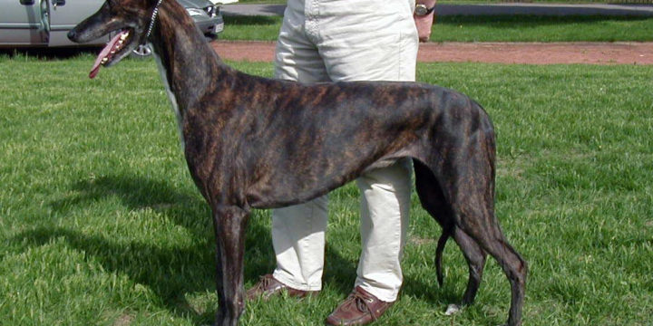 Cómo cuidar un galgo inglés o greyhound