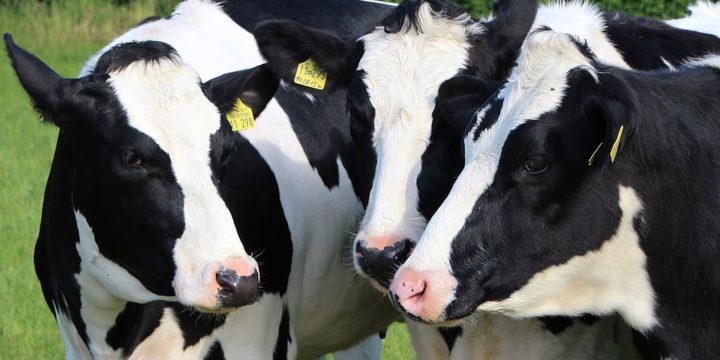 Consejos para criar vacas lecheras y ganado