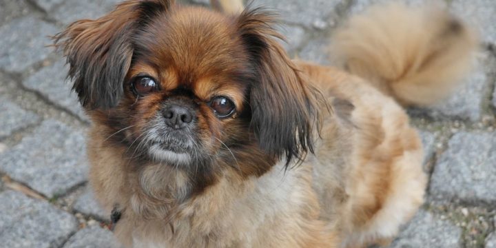 Consejos para cuidar a un perro pekinés