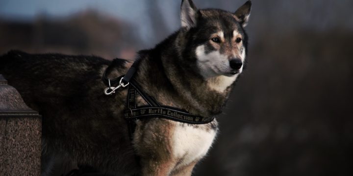 Consejos para cuidar a un perro Husky Siberiano