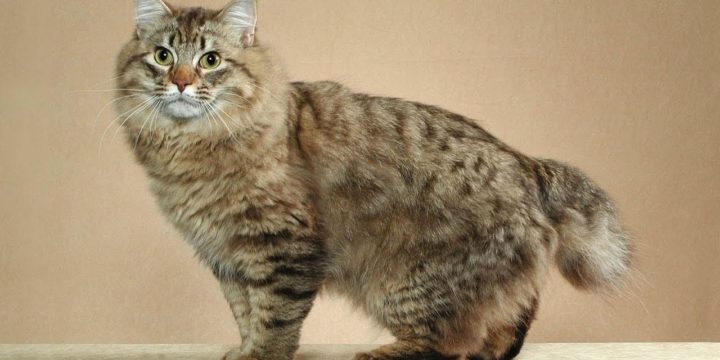 Consejos para cuidar a un gato Bobtail Americano