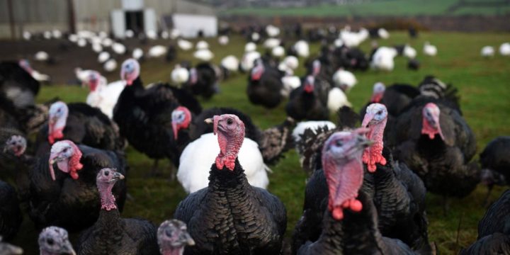 Consejos para el cuidado y crianza de los pavos o guajolotes