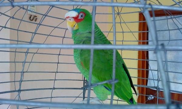 Consejos para tener loros y pájaros como mascotas