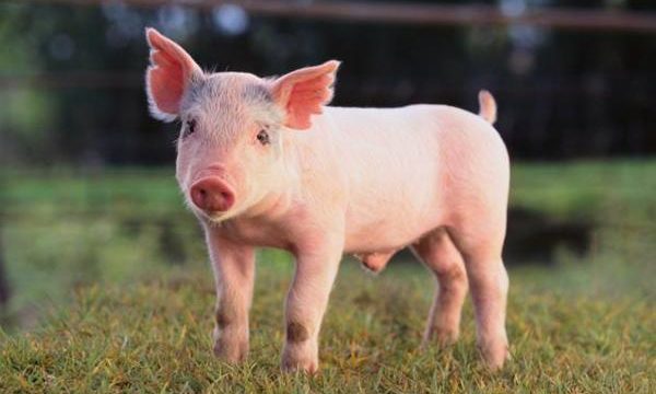 Cómo cuidar adecuadamente al ganado porcino