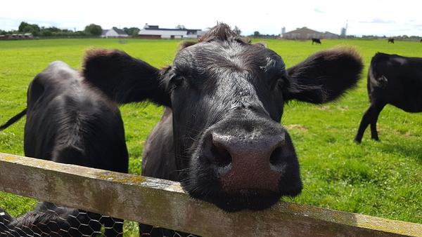 Principales parásitos de los animales de granja