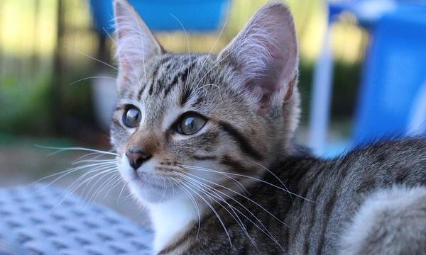 Cómo cuidar a los gatos bebés