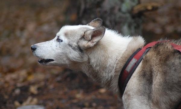 Productos indispensables para el entrenamiento canino