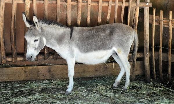 Consejos para cuidar a los burros y garantizar su salud y bienestar