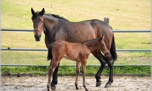 Consejos para el mejor cuidado y cría de caballos