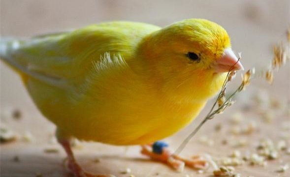 Consejos para tener pájaros en casa y garantizar su bienestar