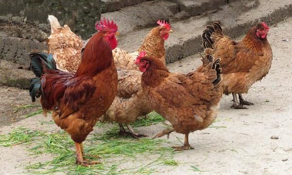 Consejos para el cuidado de las gallinas ponedoras