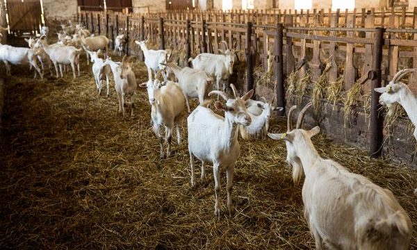 Consejos para cuidar ganado caprino en una granja