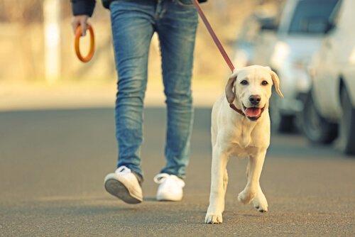 Consejos para proteger las patas de tu perro